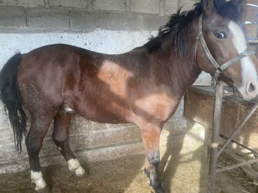 корм для животных: Продаю | Жеребец, Жеребенок | На забой
