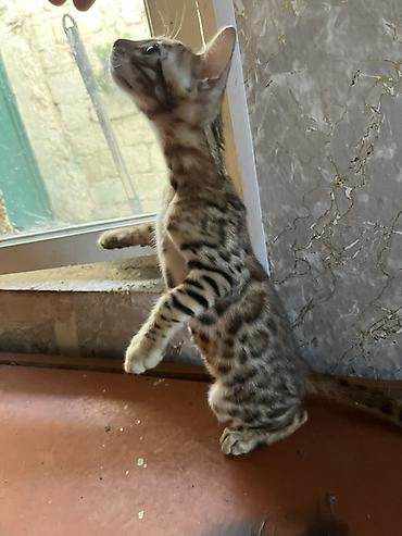 bengal pişik: Benqal, Erkək — 1