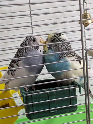 Птицы: Продаем попугайчиков вместе с клеткой.
Им по годику, не такие шумные