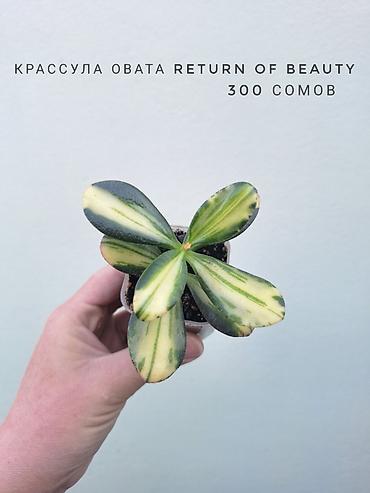 цветы орхидеи: 💚 Комнатные растения (детки/молодые растения). 🪴 Названия и цены — 2