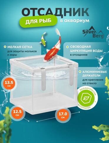 Аквариумы: Водоросли живые: Анубиас Бартера нана ( цветёт белыми и розовыми — 21