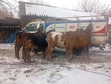 Коровы, быки: Продаю | Тёлка | Не стельные — 4