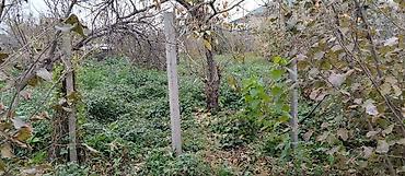 yeni əmlak az: 36 sot, Tikinti, Mülkiyyətçi, Kupça (Çıxarış) — 7