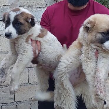 qapi iti: Qurdbasar, 2 ay, Dişi, Peyvəndli, Ünvandan götürmə