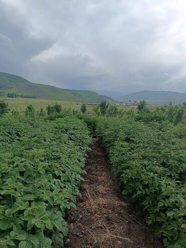 Продажа участков: 120 соток, Для сельского хозяйства, Красная книга — 2