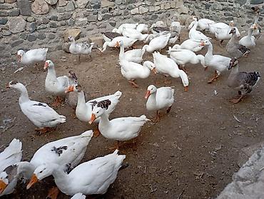 ucuz pitbul: Salam damazlıq və ətlik qazlar cavan qazlardı vatsap nömrəsi 055 324 — 2