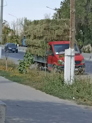 аппарат для дойки коров цена: Клерев 3укос доставка есть