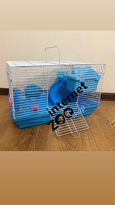 Хомяки: Продаются хомячки ручные. В нашем питомнике вы можете приобрести — 25