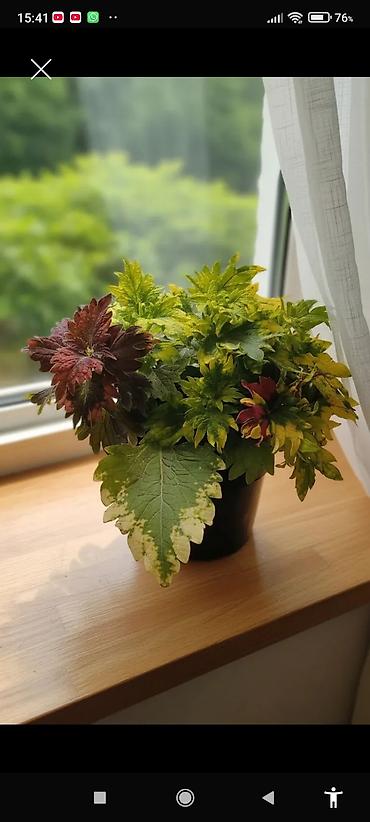 Otaq bitkiləri: Традесканция и др — 27