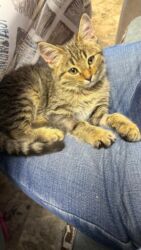 сколько стоит домик для кошки: 4 месяца, Мальчик, Приучена к лотку, Проглистована