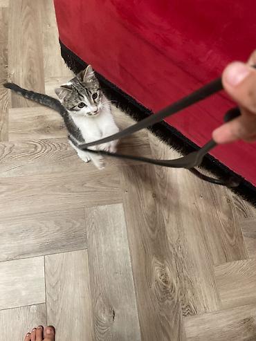 Отдам даром кошку: Кошка даром: Сибирская, 3 месяца, Мальчик, Приучена к лотку — 3