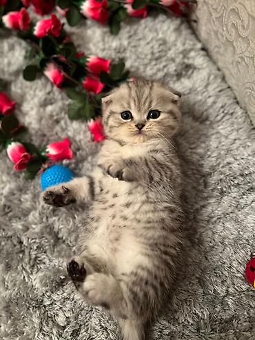 Pişiklər: Britan, Erkək, Dişi — 5