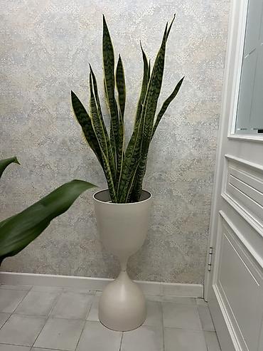 Драцены и Сансевиерии: Доставка по городу бесплатно . Адаптированные пересаженные Комнатные — 96