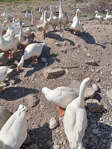 Qaz: Linda qazları. 1.6 yaş. Qubanın kəndi. Çox alana endirim olacaq — 2