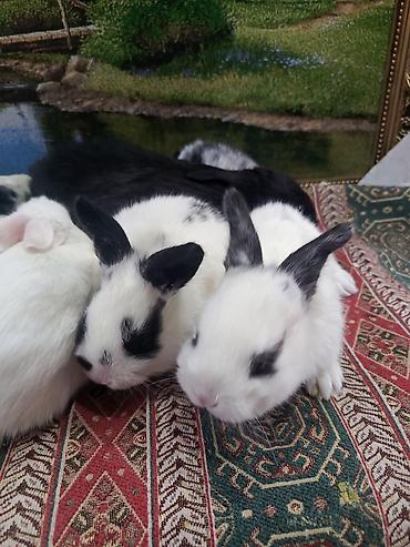 Dovşanlar: Dovşan yemi 2-azn Bala Dovşanlar 5azn. Apilka (Yonqar 1.50azn) — 13