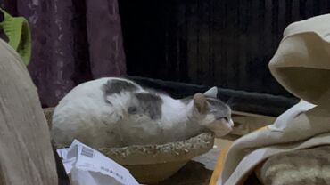 Отдам даром кошку: БЕСПЛАТНО 2 кошечки в хорошие руки. В связи с переездом в другую — 10