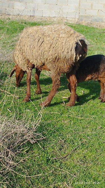 Баран, овца: Продаю | Овца (самка) | Для разведения | Матка — 13
