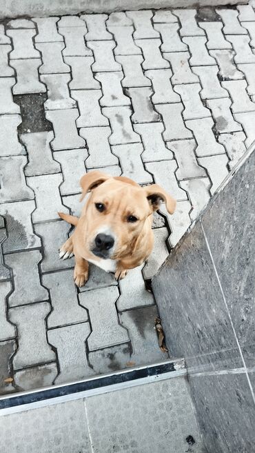 холодильник для морожный: Щенок 5 месяцев самка