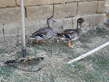 müşk ördəyi: İki Boz Çöl Ördəki Satılır Biri erkəy Digəri İsə Dişi — 1