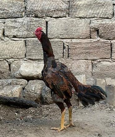 heyrətilər: Heyvan 2yaş tamamdi temiz toyuq tukdu cinsli qanli heyvandi heyet — 4