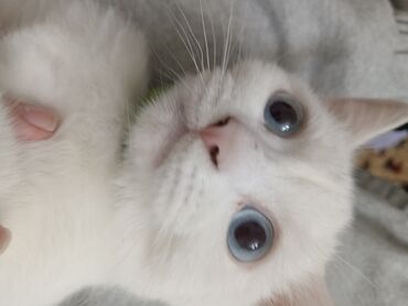 Pişiklər: Dişi, Yaxşı əllərə, Ünvandan götürmə — 3