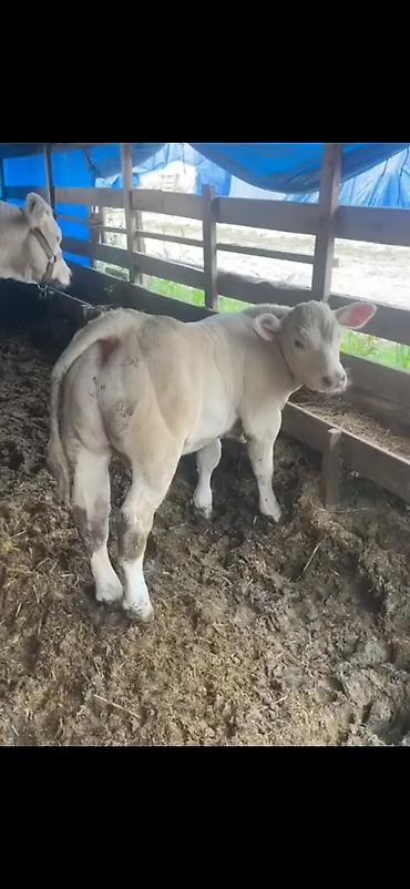 Dana, buzov: Satılır: Ətlik buzov - Cinsə bənzər: ağ rəngli, ətlik istiqamətli -da lalafo.az — 4 Dana, buzov: Satılır: Ətlik buzov - Cinsə bənzər: ağ rəngli, ətlik istiqamətli — 4