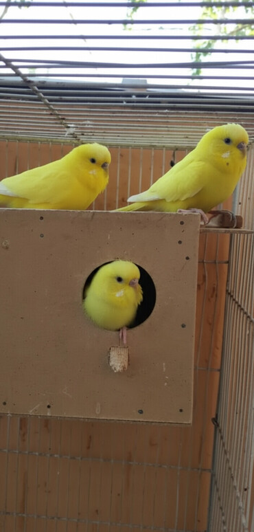 Птицы: Молодежь волнистых папугаев оптом и в розницу)насчёт доставки — 1