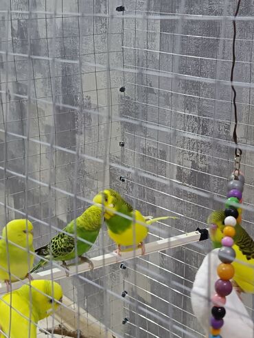 Tutuquşları: 1 ədəd - 20 manat Sevgi və qayğı göstərə biləcək insanlara dalğalı — 9