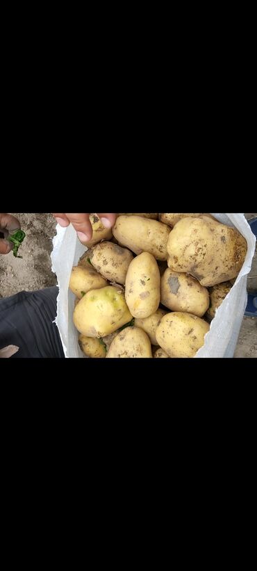 аренда под овощи фрукты: Картошка Ривьера, Оптом