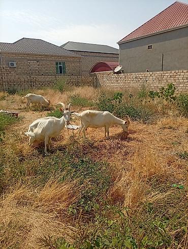 Keçilər, çəpişlər: Südlük keçilər – 3 baş TAM SAF KAN MACAR SANEN KEÇİLERİ KULAKLARINDA — 10