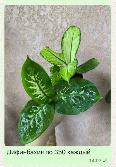 Диффенбахии: Комнатные растения 1) Диффенбахия — по 350 каждый - Вечнозелёное — 1