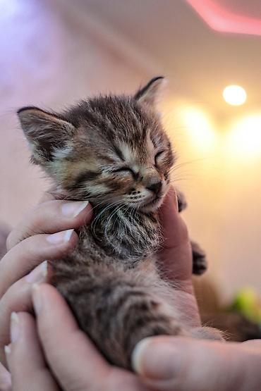 возьму кошку в добрые руки: БЕСПЛАТНО есть 2 котёнка. Самовывоз. Добрые руки. Тянутся к людям — 3