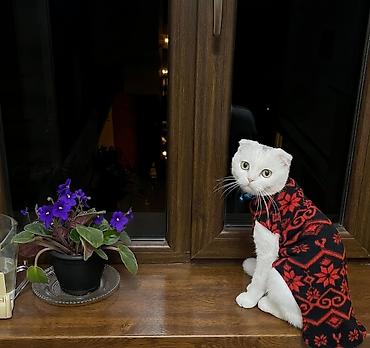 pişik ucun daraq: Yastıqulaq Scottish Fold pişiyi. Qarışıq sort deyil. Şəkildə tükləri — 2