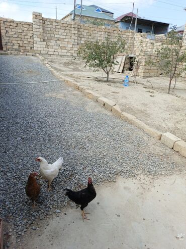 Həyət evləri və villaların satışı: 4 otaqlı, 100 kv. m, Kredit yoxdur, Orta təmir — 15