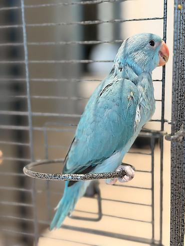 at aliram: Çox təcili satılır! 950 AZN-ə alınıb. Səma göyü rəngində nadir və çox — 5