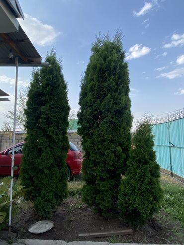 кофе зерно: Саженцы деревьев: Туи
