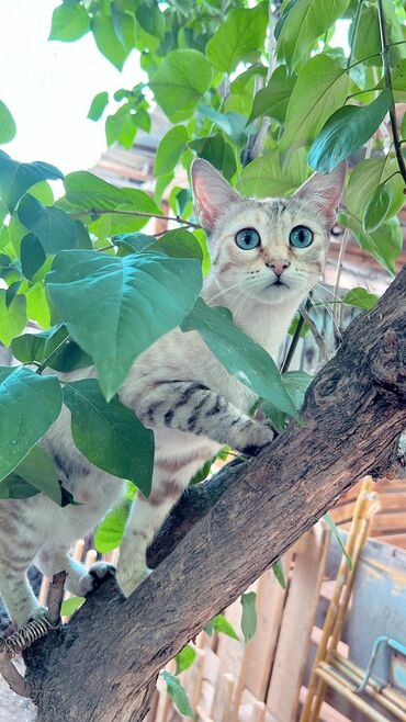 куда можно отдать кошку в бишкеке: Кошка даром: Бенгальская, 1 месяц, Девочка, Метис