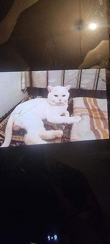 Pişiklər: Ev pişiyi – müxtəlif rənglərdə - Rənglər: tünd boz (mavi tonlu), ağ — 6