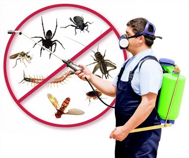 муравьи жнецы: Дезинфекция, дезинсекция | Тараканы | Офисы, Квартиры, Дома