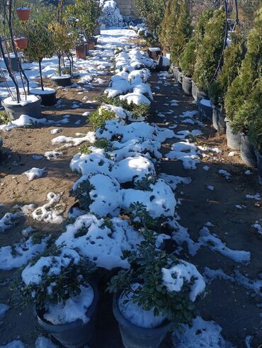 Torf: Aqaclarin satsi torf gubresde satışda var Baqlarin salınması -da lalafo.az — 8 Torf: Aqaclarin satsi torf gubresde satışda var Baqlarin salınması — 8