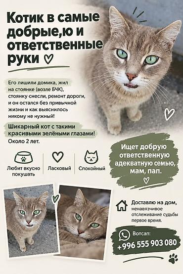 Мышык бекер берем: Мышык бекер берилет: Породасыз, 2 жаш, Эркек — 1