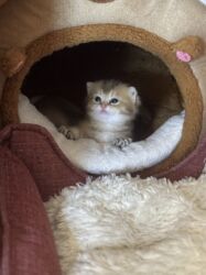 Pişiklər: Britan -da lalafo.az — 18 Pişiklər: Britan — 18