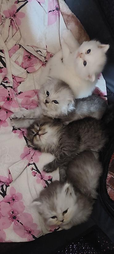 Кошки: Шотландская длинношерстная, Самка — 3