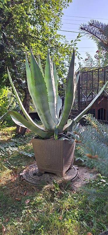 кончи: Агава американская (Agave americana) в горшке - Крупное декоративное — 2
