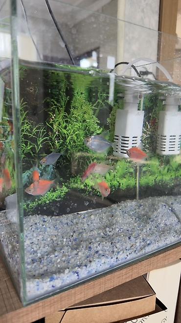 neon balığı: Salam! Sağlam və aktiv GloFish tetra balıqlarımı satıram. Rəngləri — 5
