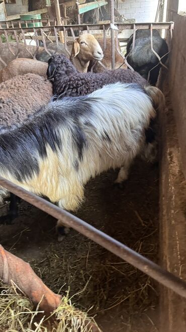 сколько стоит собака породы доберман: Продаю | Козёл (самец) | Для разведения | Племенные