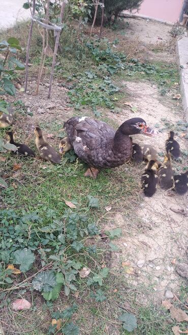 Ördəklər: Dişi, | Lal ördək, Macar, Damazlıq, Pulsuz çatdırılma — 4