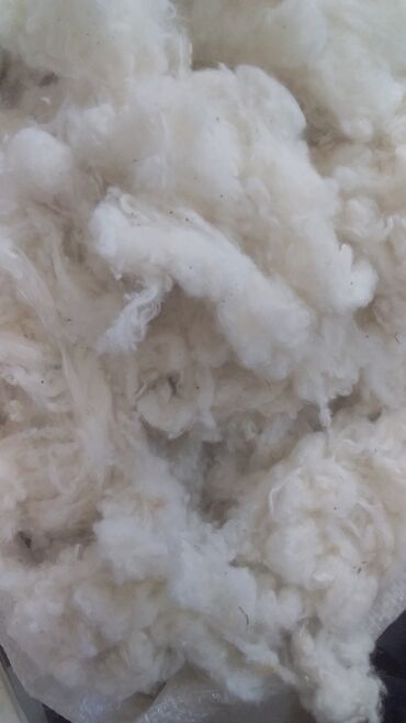 Yun: Yun satişi satışda yuyulmuş şamaxı yunu var qiymətlər keyfiyyətə — 15