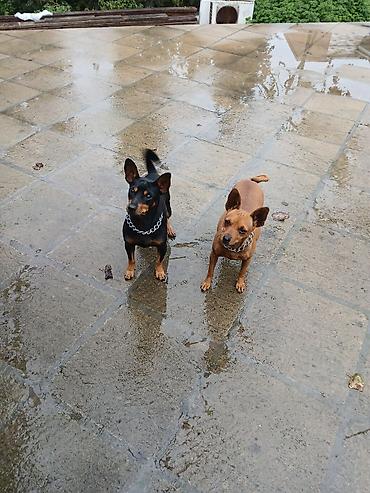 doberman itləri: Zvonok, 1 ay, Ödənişli çatdırılma — 5
