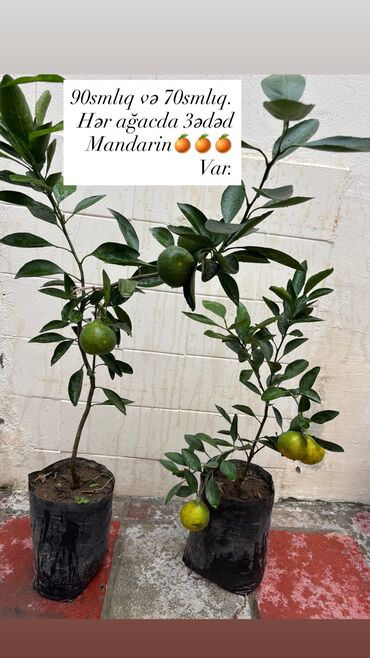 mixek gulunun adi: Çatdırılma şamaxinka